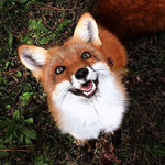 RaveFox